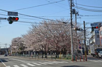 桜三昧・Part－１　２０１３．０３．２２～③登戸駅周辺～