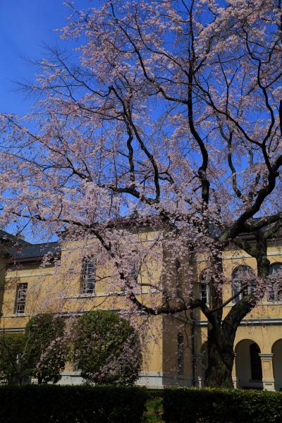 京都　早咲きの桜めぐり～車折神社、京都府庁旧本館、渉成園