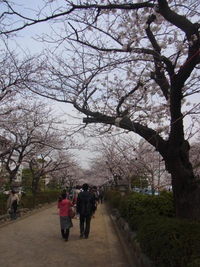 6-4b：神奈川^鎌倉散策～桜が咲きました～