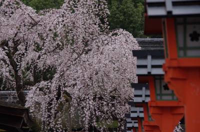京都桜だより　長徳寺～本満寺～平野神社