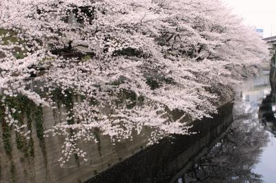 2013年　神田川沿い満開の桜・椿山荘の花散歩