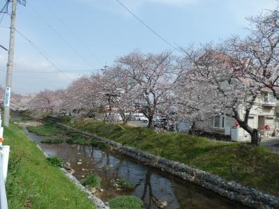 春の小川に満開のさくら花見にゆく！