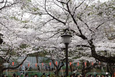上野にて桜に見いる　ただし曇り。