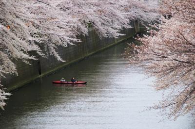 ☆☆SAKURA SAKU　MEGURO RIVER 2013☆☆