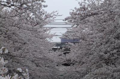 満開の桜観賞