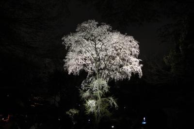 東京夜桜2013（六義園／上野恩賜公園／千鳥ヶ淵緑道）