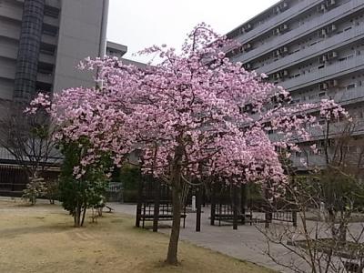 NTT東日本病院の庭園～上大崎のお寺～目黒川