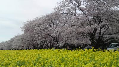 桜をたずねて２０１３春③西都原