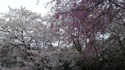 桜をたずねて２０１３春④母智丘（もちお）
