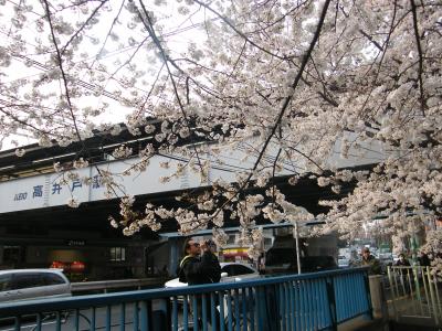 神田川（杉並区高井戸）の桜並木