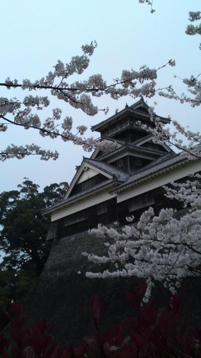 桜をたずねて２０１３春⑥熊本城