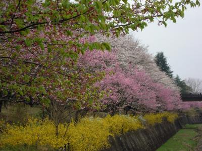 花に誘われたわけじゃないけれど昭和記念公園に行ってきました♪