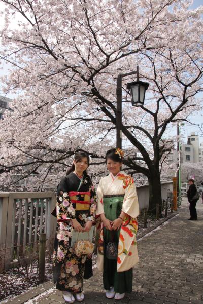 神田川の桜と椿山荘　Sakura of Kanda River and Chinzanso Garden