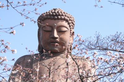 知多半島東海市の桜