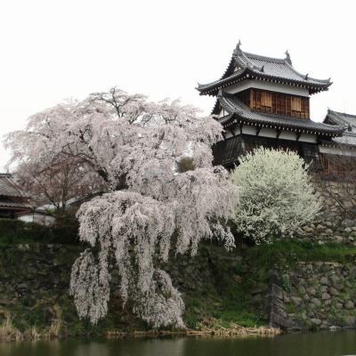 お城に咲き誇るしだれ桜が見てみたいっ～大和郡山城跡～