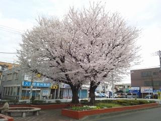 地元うぉ～か～♪ぶらり４６７号のお花見日和o(＾▽＾)o