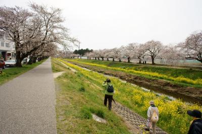 姫街道の桜