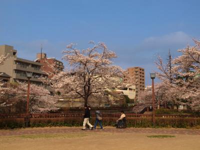 ２０１３　北区　王子の音無川の桜見物　もみじ緑地から　音無親水公園へ　下