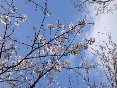 今年の桜は米軍基地＆三笠公園で満喫・・・のハズが、まさかの事態に。。。