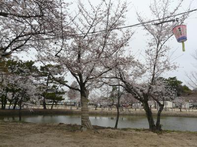 刈谷市の亀城（きじょう）公園の桜は開花し始めています。