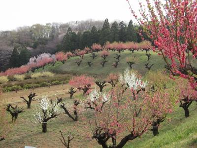 満開の元石川 花桃の丘（2013年3月24日）