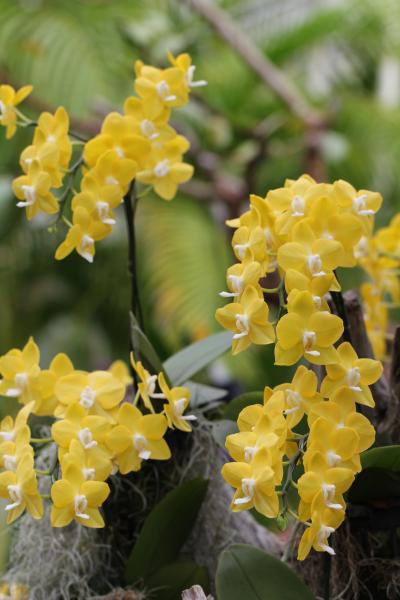 中伊豆ぐるり旅【1】～ようこそ！花や鳥とフラの楽園に！～IZU　WORLD　みんなのHawaiians　伊豆洋らんパーク トロピカリウム 