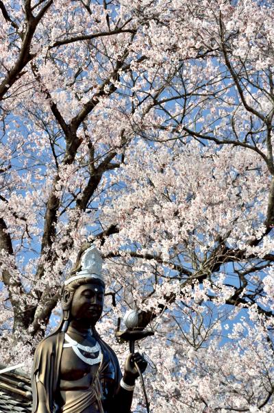 ２０１３年観桜記　（２）ぼけ封じ観音の寺の枝垂れ桜とカタクリの群生