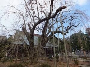 妙宣寺長光寺のしだれ桜