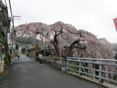 和泉市の枝垂れ桜