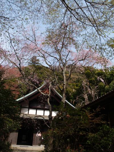 鎌倉瑞泉寺－2013年春