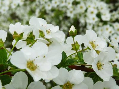 雨上がりの愛知県緑化センター　春のお花がお出迎え♪