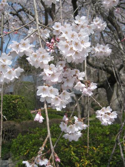 秩父、長瀞お花見日帰りドライブ