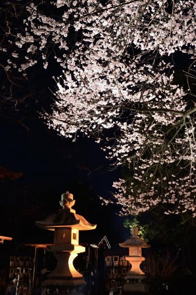 ２０１３年観桜記　（３）慈光寺の夜桜他、宇都宮市内神社仏閣の桜巡り
