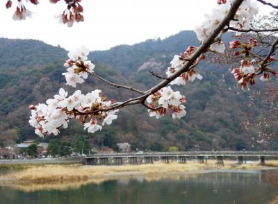 桜～♪桜～♪嵐山～さくら最前線！！