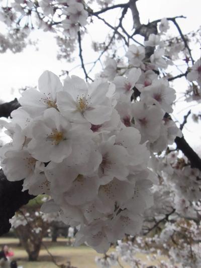 13-2：東京散歩～新宿御苑でお花見♪花満開で癒されました＾＾