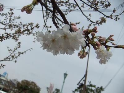 「夙川舞桜」を探しに夙川公園へ