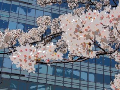 とうきょう　桜でいっぱいの目黒川沿いを歩く　2013春