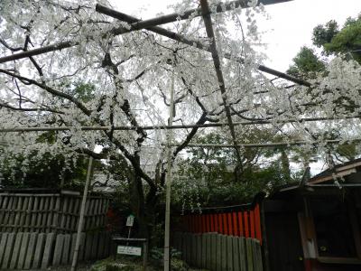 2013年桜だより【京都の早咲き桜】◆車折神社の『溪仙桜』（京都市右京区）