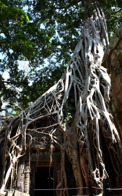 美しきアプサラが微笑むアンコール遺跡へ in Siem Reap★2012　08　4日目【REP：Ta Prohm⇒ランチ⇒Banteay Kdei編】