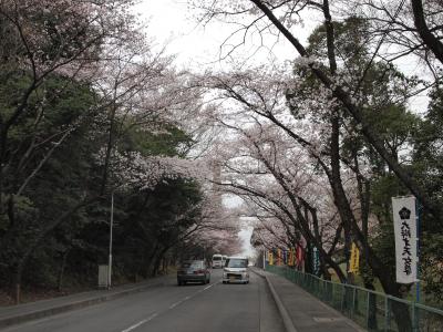 大阪・茨木弁天さんの桜