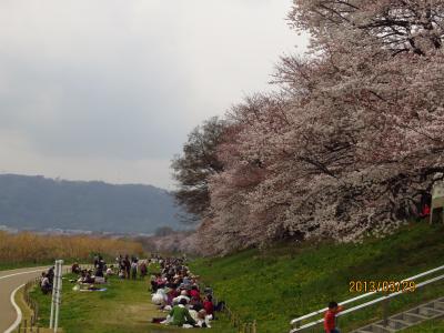 2013年　京都石清水八幡宮と背割堤地区の桜