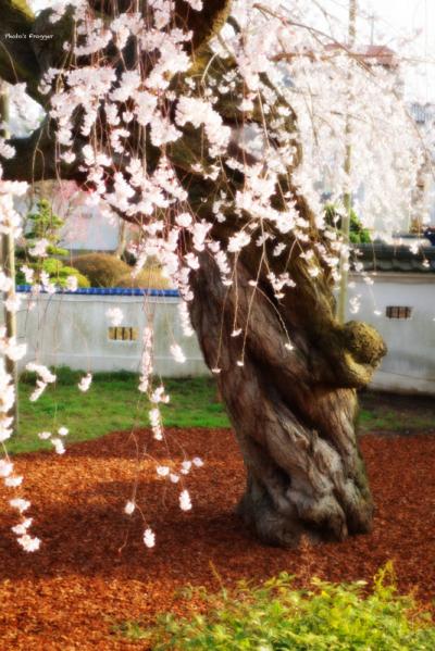 宇都宮市・廣琳寺のしだれ桜、2013。