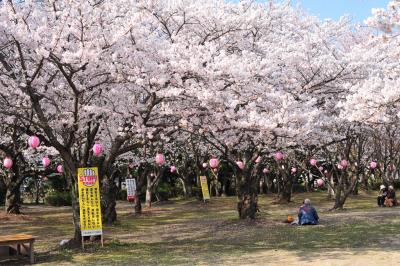 大貞公園で満開の桜を愛でる