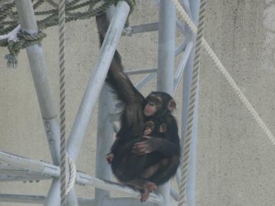 円山動物園に７歳になったチンパンジーレディ、それから赤ちゃんシロクマツインズに会いに！