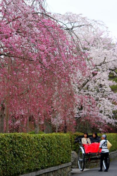 京都を歩く(152)　2013桜めぐり　満開目前の桜の名所をめぐる