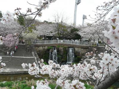 山崎川の五分咲き状況ですが、それ以上かも？　桜色になってました。