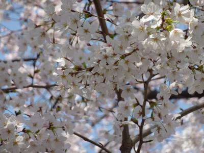 桜並木　2013　京都市南区　鴨川某所