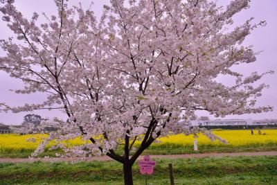 幸手桜まつり （2013 春）