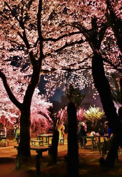 広島の庭園【縮景園】ライトアップ☆桜と桃が美の饗宴☆