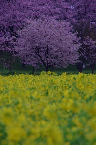 2013 幸手桜まつり